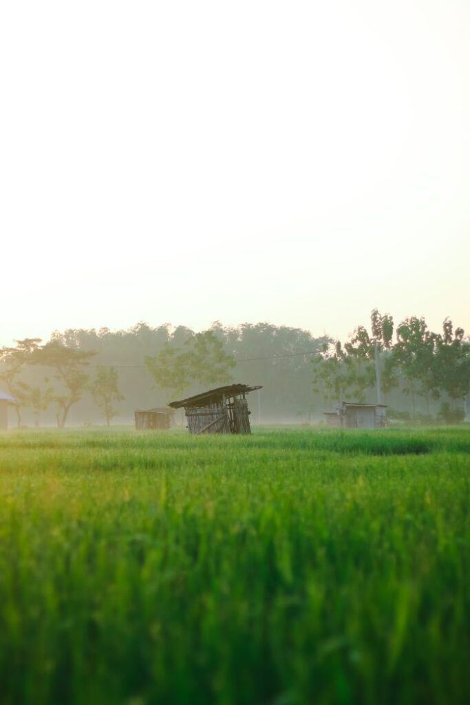 Tranquil landscape of lush rice fields in Madiun, East Java, Indonesia at dawn.