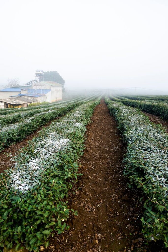 Serene rural tea plantation in misty fog, showcasing lush greenery and tranquil winter landscape.